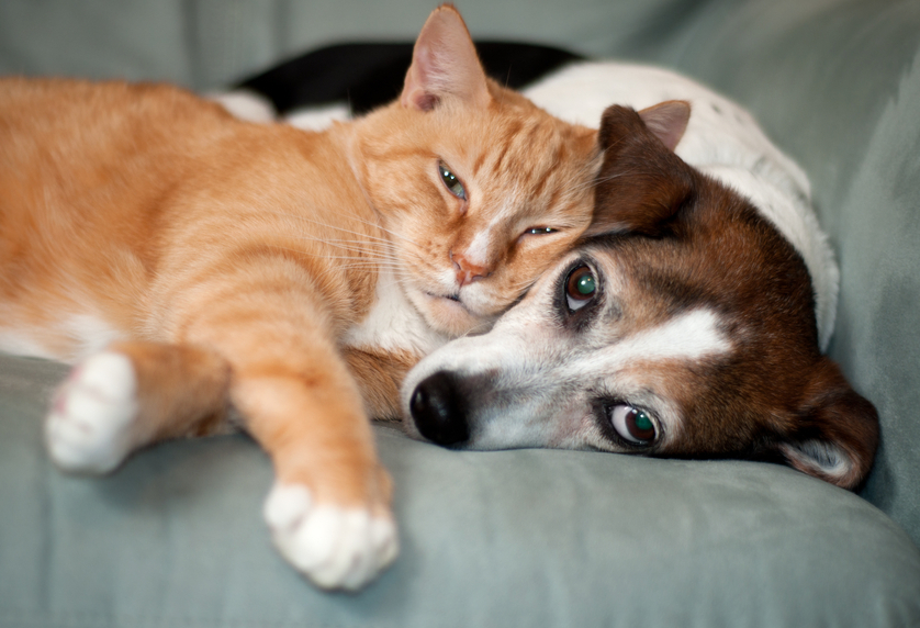 relationship marketing involves getting them to like you, like this cat and dog