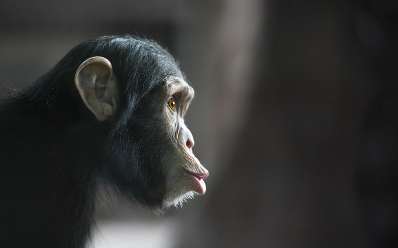 we evolved from primates