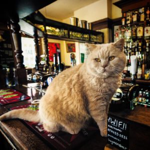 A large, cream coloured cat sat on a pub bar